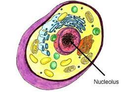 Sel hewan adalah bentuk dari sel eukariotik yang membentuk jaringan tubuh lalu membentuk organ. Sel Hewan Gambar Bagian Fungsi Dan Strukturnya Lengkap