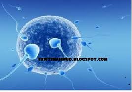 Ibu tumpang merujuk kepada seseorang yang mengambil tempat seorang yang lain dalam perihal mengandung dan melahirkan anak. Fawzimahmud Blogspot Com Sedikit Perkongsian Mengenai Bayi Tabung Uji Dan Penyewaan Rahim