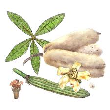 Image result for Ceiba