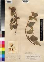 Image result for Melastomastrum