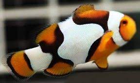 saltwater aquarium clownfish captive bred clownfish designer clownfish clown fish saltwater fish tanks fish