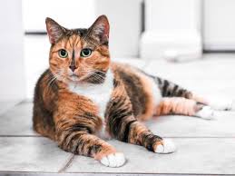 If you are looking for an orange tabby as a pet, this catappy post has some winston churchill's pet feline jock was a ginger cat. Tortoiseshell Cat Facts And Pictures