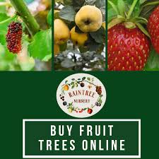 Look for nurseries with a similar climate zone for the best chance of having trees settle in well. Buy Fruit Trees Online Raintree Nursery Fruit Trees Buy Fruit Trees Fruit Trees For Sale