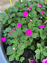 Image result for Impatiens salpinx