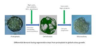 Maybe you would like to learn more about one of these? Plants Free Full Text Optimizing Protocols For Arabidopsis Shoot And Root Protoplast Cultivation Html