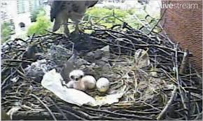 Maybe you would like to learn more about one of these? Mother Hawk Faces New Threat The New York Times
