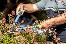 Australian native which bears flowers and berries in spring/summer. The Best Time To Trim Or Cut Hedges