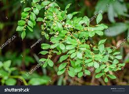 Image result for Flueggea