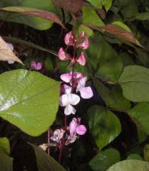 Image result for Teramnus uncinatus