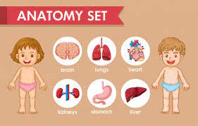 Imagine that you are in an english speaking country and you need to see a doctor, for example. Free Vector Scientific Medical Infographic Of Kids Human Anatomy