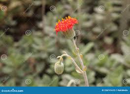 Image result for Kleinia grantii