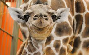 Photos Dobby The Denver Zoo S Baby Giraffe The Denver Post