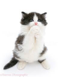 For a namesake regarding women who worked with newspapers there's nellie bly and ida b. Black And White Kitten Clasping Its Paws And Begging Photo Wp25182