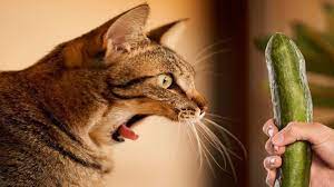 Cucumber Cat Fails 2019 Funny Funny Cat Videos Cats Scared Of Cucumbers Cat Fails