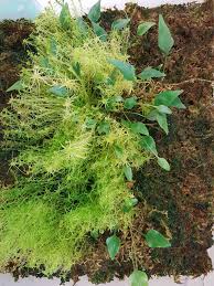 Image result for Elaphoglossum