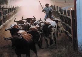 Embarque De Toros Animals Bull Historical Figures