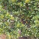 Image result for Searsia natalensis