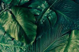 Maybe you would like to learn more about one of these? Kenapa Daun Berwarna Warni Halaman All Kompas Com