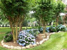 (hard to grow in ks colder winters, but not. Accent Plantings In The Landscape Garden Landscaping With Rocks Landscaping Trees Front Yard Landscaping
