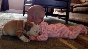 Bulldog Puppy Kissing The Baby Youtube