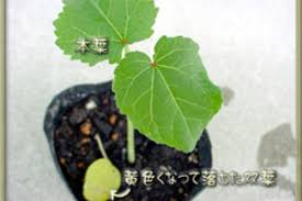ぴょっちの気まぐれ観察日記 オクラ