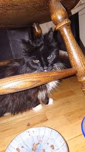 The dose of this medication may be adjusted by the owner to achieve a desired stool consistency. Cat Psa Constipation Signs And Treatment Cats