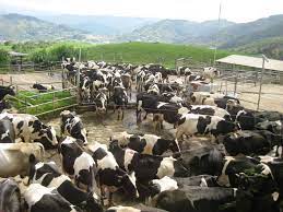 Kambing jamnapari 12 years ago durrani trading farm. Anak Lembu Untuk Dijual 2017 Ini Lho Sapi Kurban Seharga Rp 45 Juta Ekor November 25 2017november 25 2017 Lembumurah Koksuwetimen