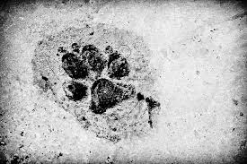 Check spelling or type a new query. 6 Poems About Dogs And Loss That Will Mend Your Heart Anguspost