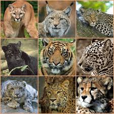 Of or belonging to the family felidae, which includes the lions, tigers, jaguars, and wild and domestic cats; Non Felines Serenity Springs Wildlife