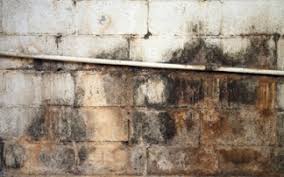 Borax is a powder, much like baking soda. Mold Smell Mold Odor Control Finding Mold Health Issues Removal