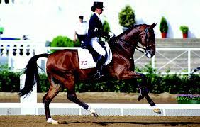 Germany leads the country medalist rankings with 25 gold medals (52 overall), note 2 followed by sweden with 17 (43 overall) and france with 14 (37 overall). Great Dressage Horses Anky Van Grunsven S Bonfire Horse Hound