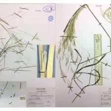 Image result for Agrostis kilimandscharica