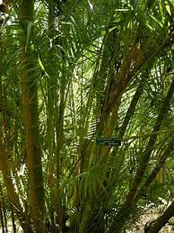 Image result for Dypsis lutescens