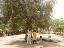 Image result for Balanites aegyptiaca