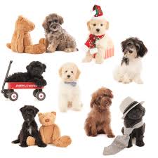Schnoodle puppies for sale your search returned the following puppies for sale. Sizes Teddybear Schnoodles
