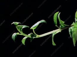 Now an international team of scientists has provided definitive. Plant Growing Towards A Light Source Time Lapse Footage Stock Video Clip K006 6062 Science Photo Library