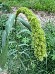 Image result for Melinis macrochaeta