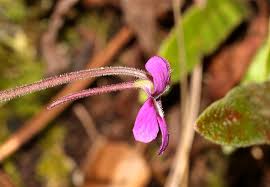 Image result for Lentibulariaceae