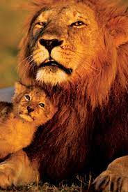 The largest lion was recorded to be nearly 700 pounds and nearly tigers are so similar to lions that without their coats, their bodies look so similar only experts can tell. Lion And Baby Lions Poster Plakat Kaufen Bei Europosters