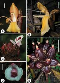 Image result for Pavetta troupinii