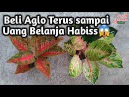 Kemain genyah kau sekarang yea? Beli Aglaonema Lagi Unboxing Aglonema Legacy Dan Moonlight Si Ratu Daun By Vinflora