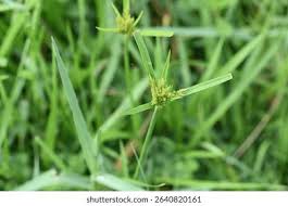 Image result for Pycreus