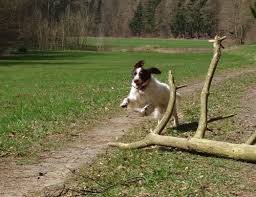 Ernahrungstipps Fur Hunde Mit Arthrose Tier Naturheilpraxis