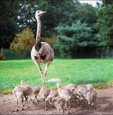 Rhea Bird Eggs For Sale Top 10 Animal Dads Big Bird Pet Birds Flightless Bird