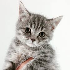 Scottish Fold Ve Scottish Straight Antalya Home Facebook
