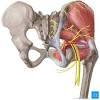 Gluteal muscles, located on the back of the hip (buttocks); 1