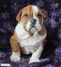 Ingiliz Bulldog Kopegi Yavrusu Bulldog Ingiliz Bulldog Hayvanlar