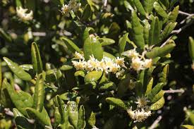 Image result for Monimiaceae