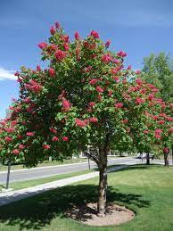 Red horse chestnut trees to buy from tree shop online from one of the longest established tree,hedging and shrub nurseries in the uk.fast enhance the look of your property: Red Horsechestnut Facilities