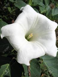 Yearly biennial or perpetual herbs or little tree. Flower Datura Of The Family Solanaceae Stock Photo Picture And Royalty Free Image Image 12448191